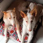 Finnhaus By Interhome *