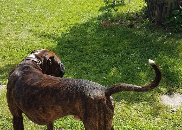 Finnhaus By Interhome * Zuhlsdorf