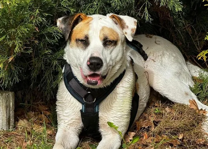 Finnhaus By Interhome Holiday home *