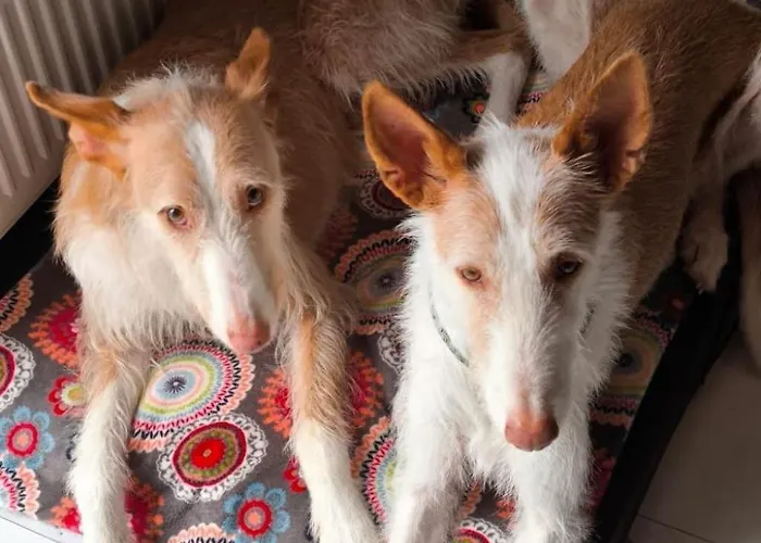 Finnhaus By Interhome *